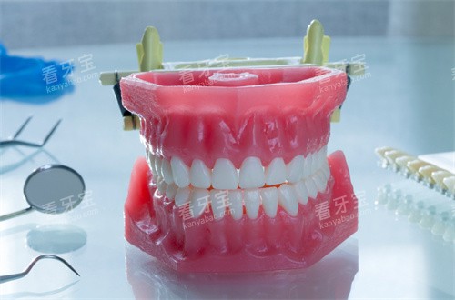 牙齿模型图片展示图片 牙齿模型图片展示图片