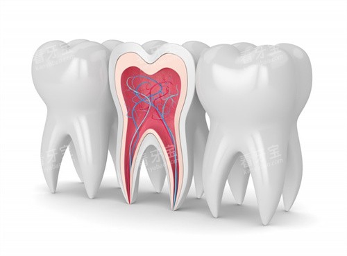 牙齿结构图牙釉质在外层 牙齿结构图牙釉质在外层