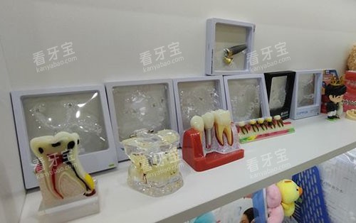 广州牙德堡口腔牙齿模型展示 广州牙德堡口腔牙齿模型展示