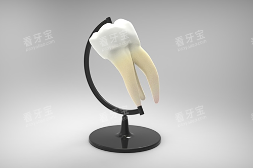 牙体模型图 牙体模型图