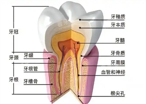 牙齿横切面展示.jpg 牙齿横切面展示.jpg
