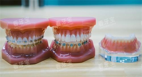 牙齿模型图片 牙齿模型图片