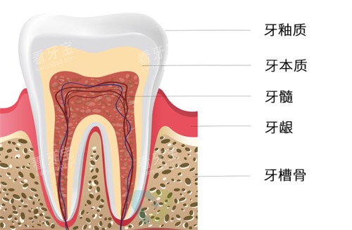 牙齿构成有哪些 牙齿构成有哪些
