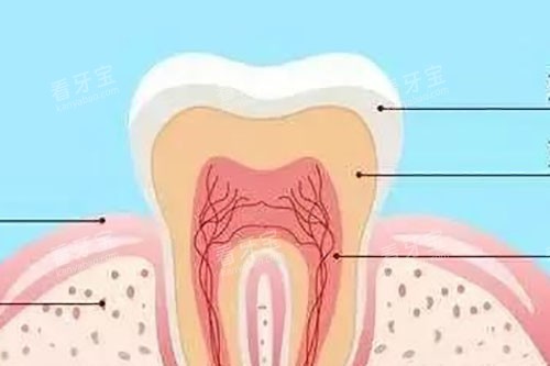 牙齿结构示意图 牙齿结构示意图