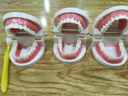 三个牙齿模型示意图 三个牙齿模型示意图