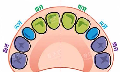 宝宝牙齿分布图 宝宝牙齿分布图
