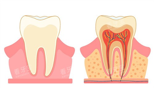 牙齿构造 牙齿构造