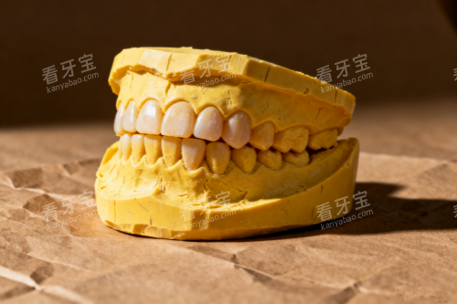 牙齿模型图一览 牙齿模型图一览