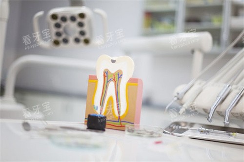 牙齿截面模型 牙齿截面模型