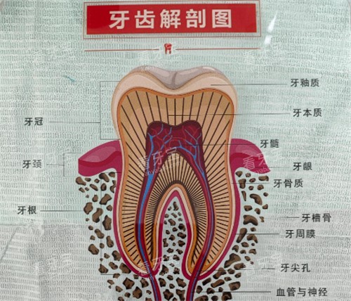 牙齿解刨图 牙齿解刨图