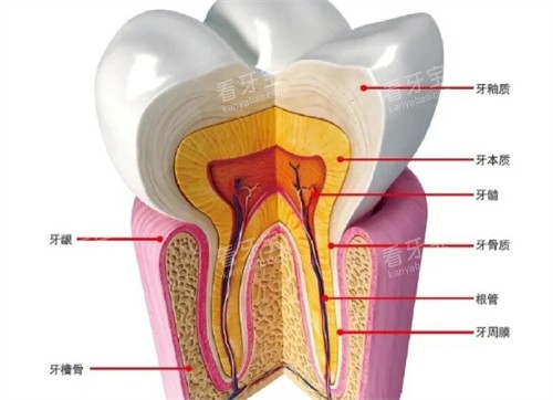 ��������ʲô��ɵ�