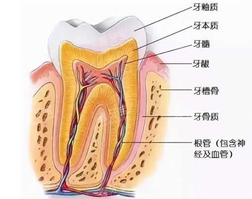 牙体剖面动画图 牙体剖面动画图